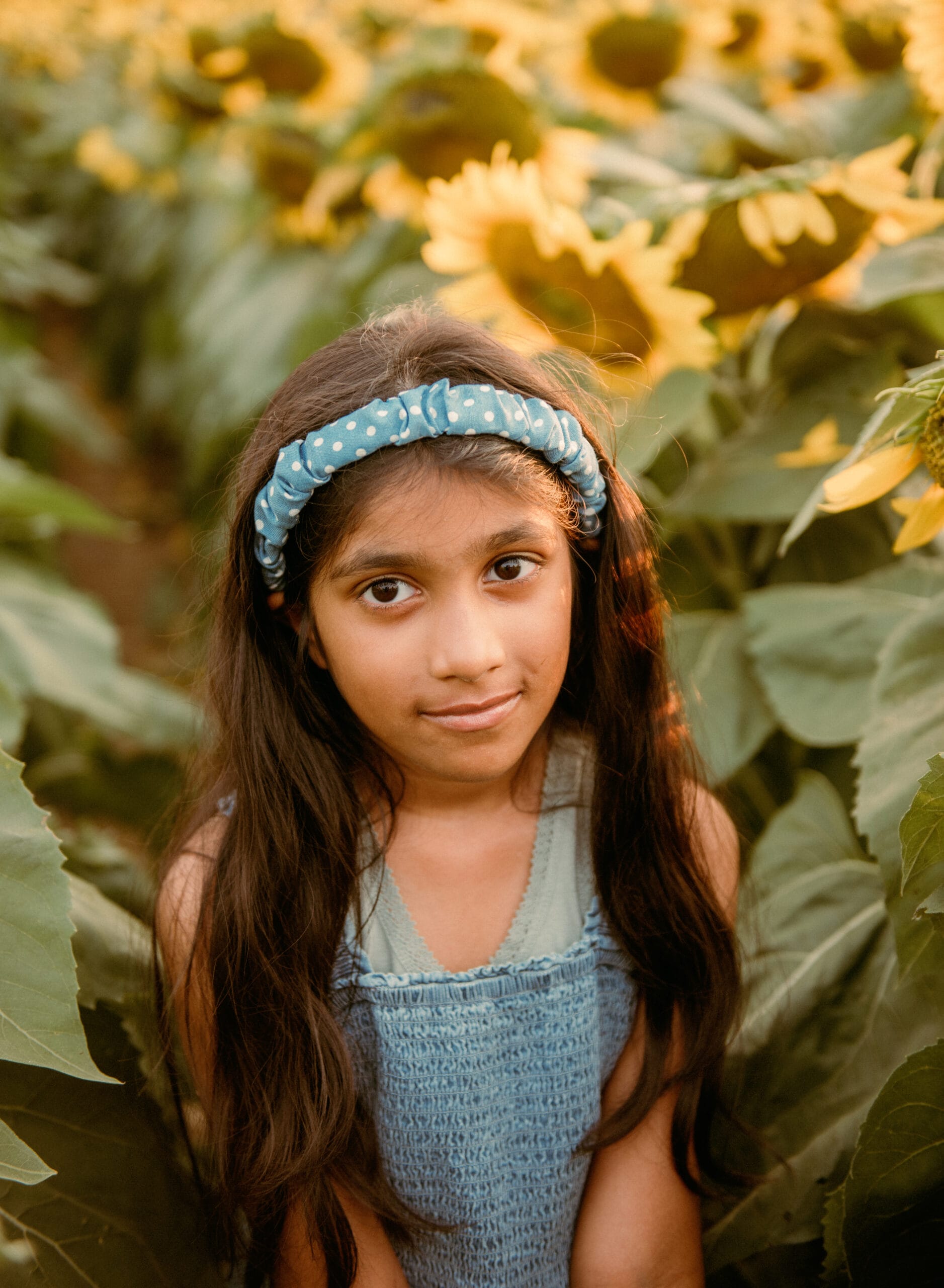 sunflower field Markham photographer sunflower field Markham photographer
