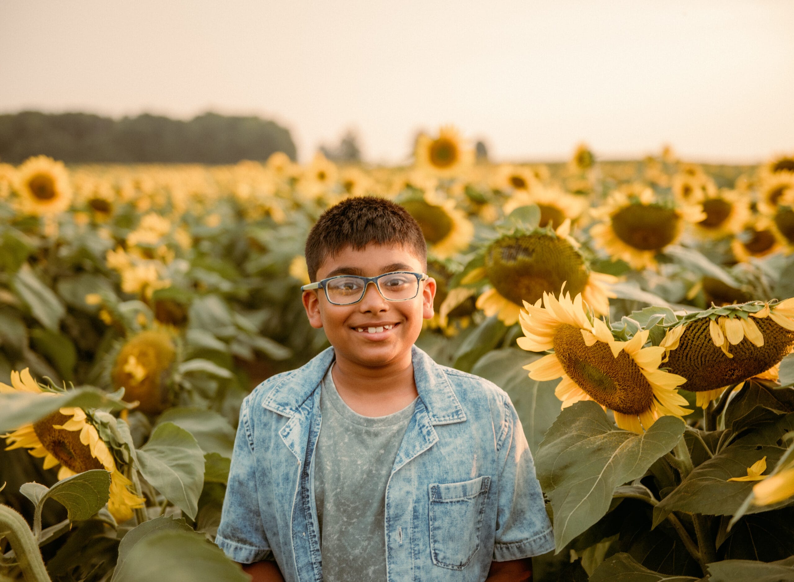 sunflower field Markham sunflower field Markham